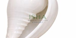 Natural White Sea Shell