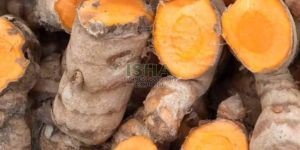 Raw Turmeric Finger