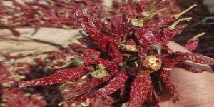 Byadgi Dried Red Chilli