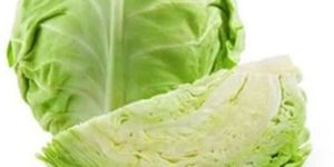Fresh Cabbage