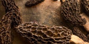 Organic Gucchi Mushroom