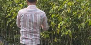 aqualaria malaccensis agar wood plant