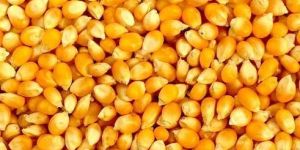 Dry Yellow Maize