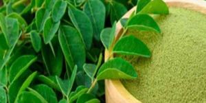 Moringa Powder