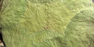 Natural Siali Leaf Round Plate