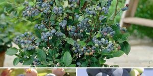 Blueberry Plant