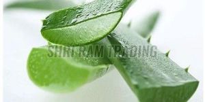 Fresh Aloe Vera