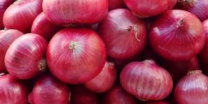 Fresh Red Onion