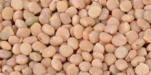 Guar Gum Seed