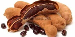 A Grade Fresh Tamarind