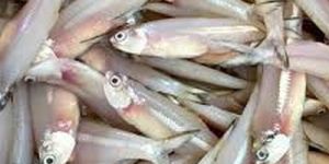 Fresh Anchovy Fish