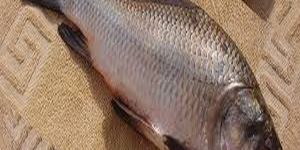 Fresh Catla Fish