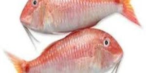 Fresh Goat Fish