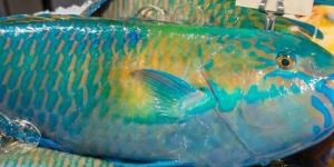 Fresh Parrot Fish