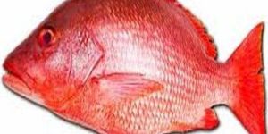 Fresh Red Snapper Fish