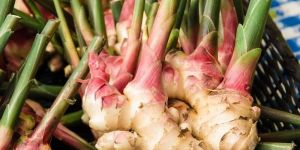 Fresh Organic Ginger Roots