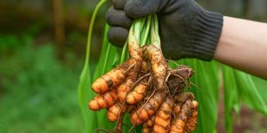 Fresh Organic Turmeric Roots