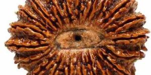 21 Mukhi Rudraksha Bead