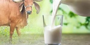 Organic Desi Cow Milk