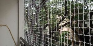 PET Safety Nets