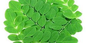 Organic Moringa Fresh Green Leaves