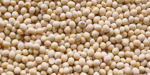 Dry Soybean Seeds