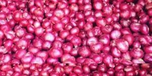 Fresh Red Onion