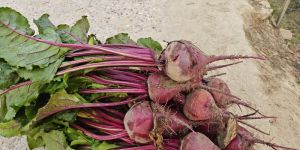 Organic Beetroot