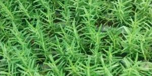 Rosemary Leaf