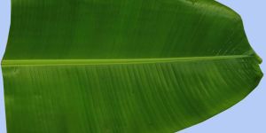 Green Banana Leave