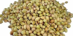 A Grade Whole Coriander Seed