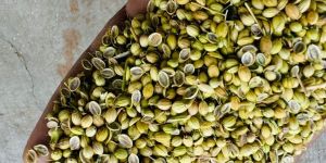 Coriander Seeds