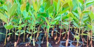 Hybrid Eucalyptus Plants