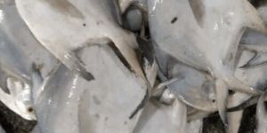 Fresh Pomfret Fish