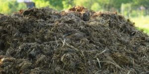Cow Dung Manure