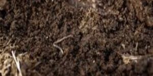 Vermi Compost