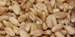 Wheat Seeds