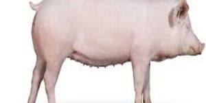 White Big Yorkshire Pig