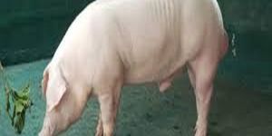 Large White Yorkshire Pig