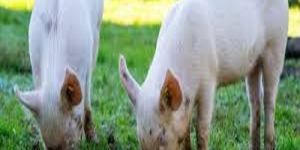 White Big Male Pig
