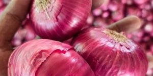 Fresh Red Onion