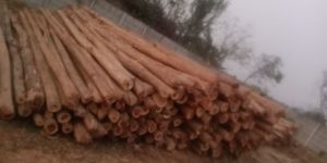 Sal Bullah Wooden Poles