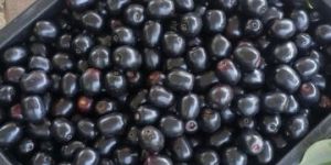 Black Plum