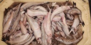 Bombay Duck (Bombil)