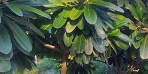 Plumeria Flowering Plant