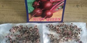 Beetroot Seeds