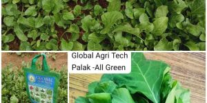 Palak Seed