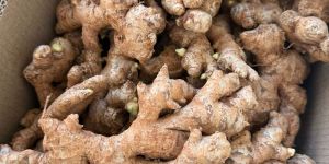 Dehydrated Ginger