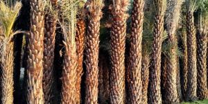 Date Palm Trees