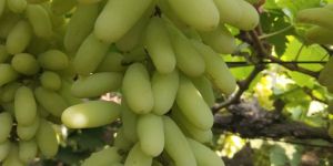 Green Grapes
